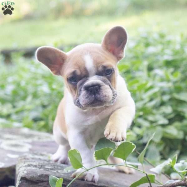 Tank, French Bulldog Puppy